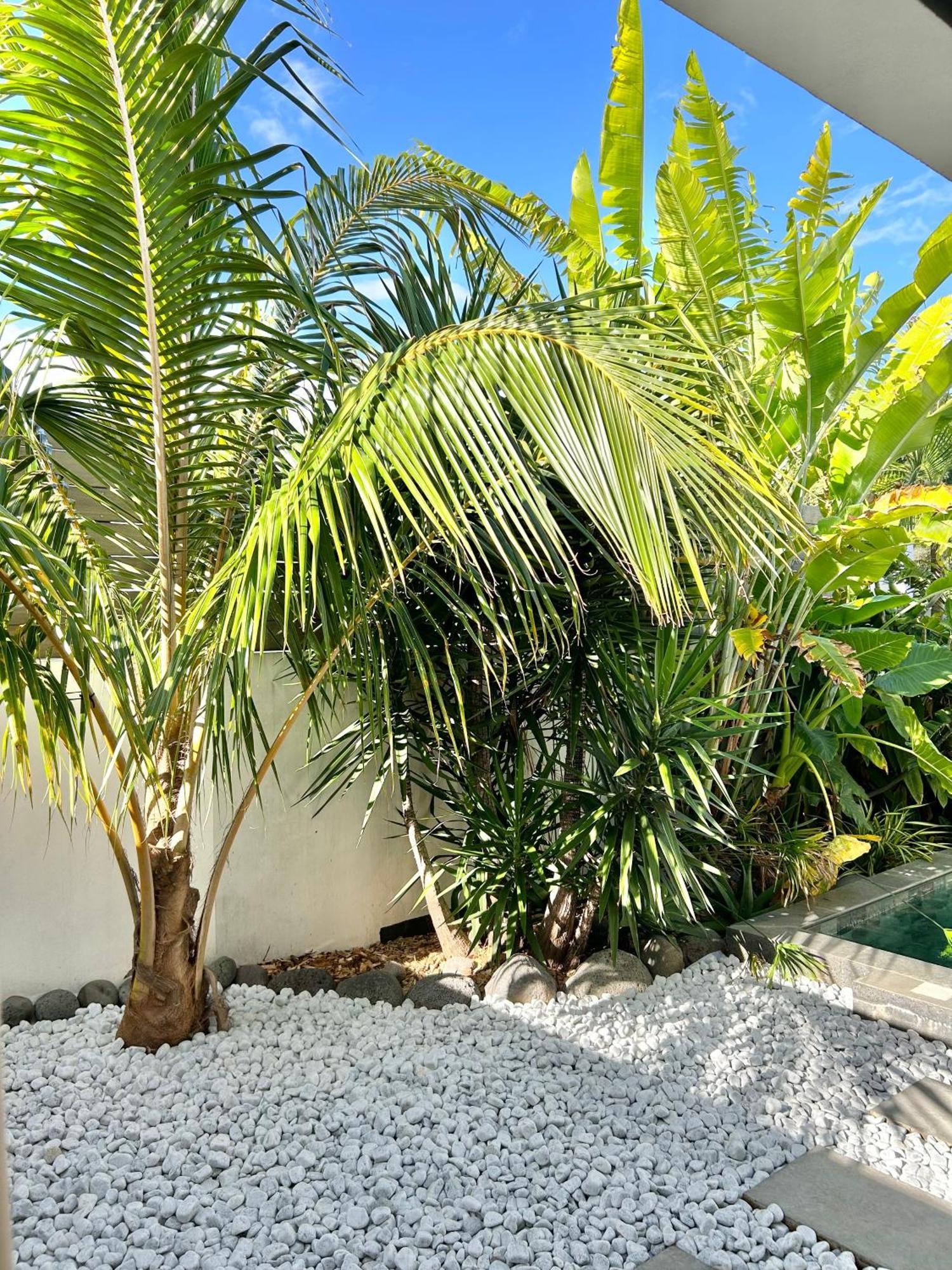 Villa Le Yucca 974 By J&V Saint Pierre Exterior foto